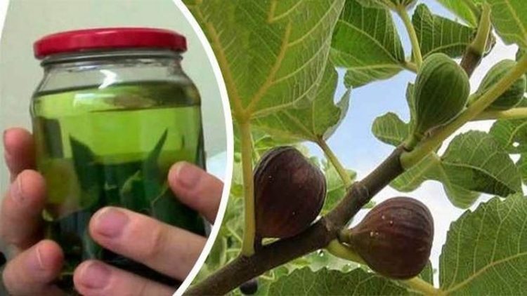 HOJAS DE HIGUERA PARA TRATAR ENFERMEDADES – Ayuda a Regular la Presión Arterial y Prevenir Otros Problemas de Salud