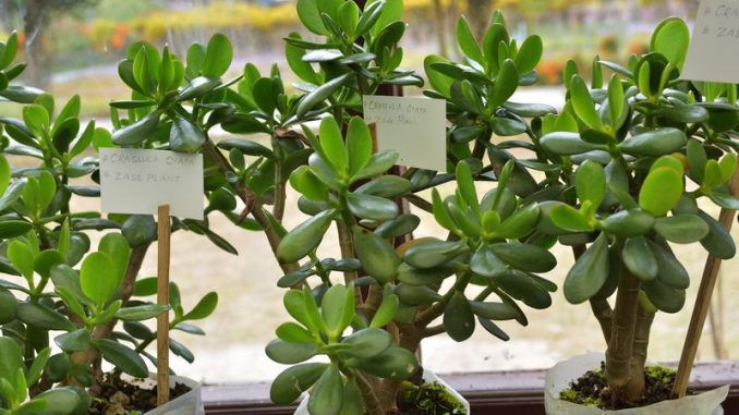 House plant - Crassula Ovata or Money tree. Isolated over white background.
