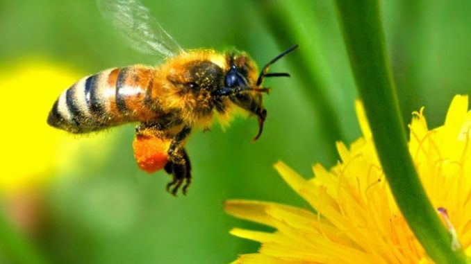 abeja-1-696x563