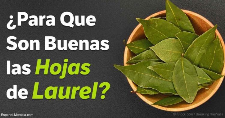 Laurel: la Planta Bactericida, Antiinflamatoria y Antibiótica que Cura Decenas de Condiciones