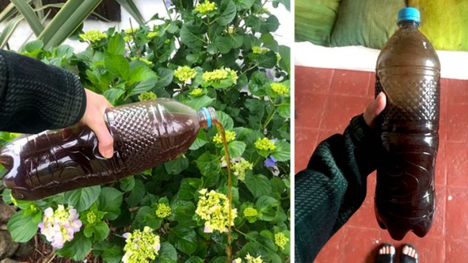 Úsa Esto en tus Plantas y Veras Como Crecerán Más Rápido (Abono Casero Revitalizante)