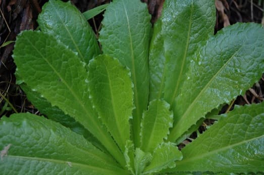 Lechuga Silvestre