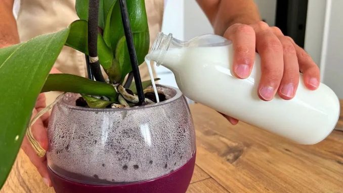 LECHE ORQUIDEA