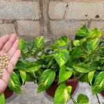 Truco Para Hacer que las Raíces de tus Plantas se Vuelvan más Fuertes, ¡Con Lentejas! Nunca más volverán a quedar marchitadas