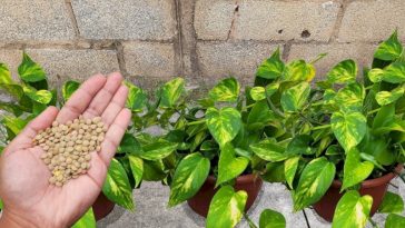 Truco Para Hacer que las Raíces de tus Plantas se Vuelvan más Fuertes, ¡Con Lentejas! Nunca más volverán a quedar marchitadas