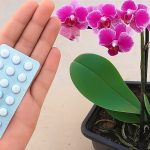 Cuidado de las Orquídeas: Una Pastilla basta para que Florezcan Todo el Año