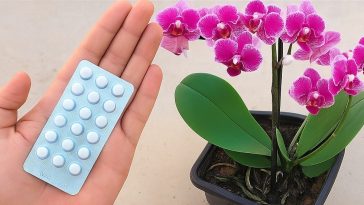 Cuidado de las Orquídeas: Una Pastilla basta para que Florezcan Todo el Año