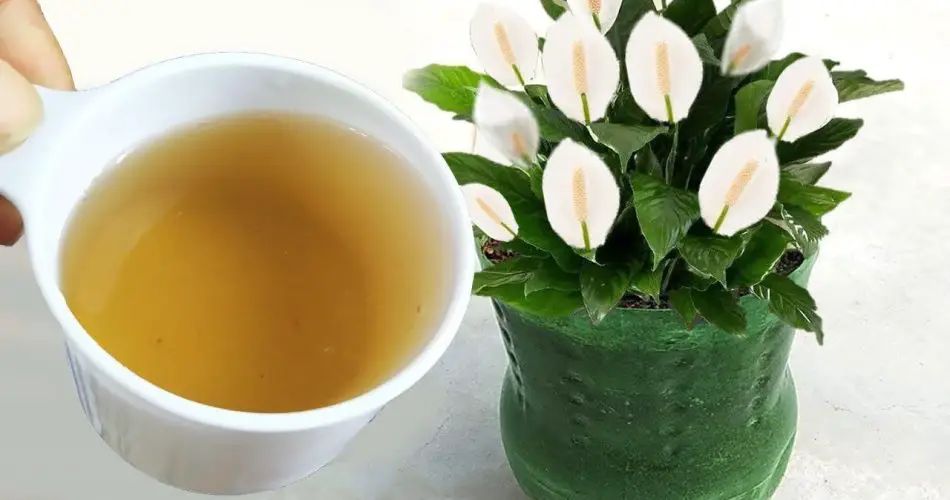 Con este Abono Natural Tendrás una Carga de Flores para todo el Año sin Coste Alguno