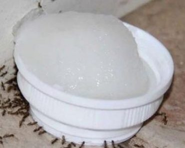 Como Eliminar la Invasion de Hormigas en la Casa ¡Metodo Casero y Facil! Como Eliminar la Invasion de Hormigas en la Casa ¡Metodo Casero y Facil!