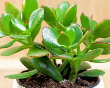 Si el Arbol de Jade También es uno de Tus Favoritos, Te Enseñamos cómo Reproducirlo ¡Con Solo una Ramita! 🌳🙌🏻 Si el Arbol de Jade También es uno de Tus Favoritos, Te Enseñamos cómo Reproducirlo ¡Con Solo una Ramita! 🌳🙌🏻