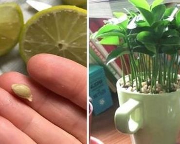 Cómo Plantar un Limón en una Taza para Perfumar y Decorar tu Hogar
