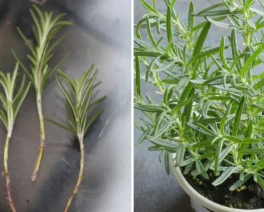 Cómo Cultivar Romero Rápidamente a Partir de una Ramita Cómo Cultivar Romero Rápidamente a Partir de una Ramita