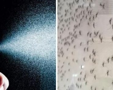 Cómo Ahuyentar a los Mosquitos por la Noche: 9 Consejos Fáciles de Aplicar y ¡Adiós Mosquitos! Cómo Ahuyentar a los Mosquitos por la Noche: 9 Consejos Fáciles de Aplicar y ¡Adiós Mosquitos!