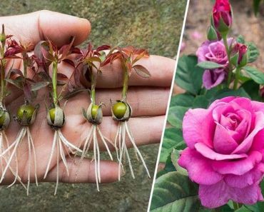 Cómo Cultivar Rosas a partir de Semillas – Paso a Paso