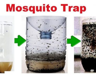 Aprende a Defenderte de los Mosquitos Tigre con esta Trampa Casera Aprende a Defenderte de los Mosquitos Tigre con esta Trampa Casera