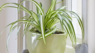 Cómo Cuidar el Falangio, la Planta “Araña” que Purifica el Aire de la Casa