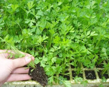 Todo lo que Necesitas Hacer Para Tener una Planta de Perejil Eterna y Abundante Todo lo que Necesitas Hacer Para Tener una Planta de Perejil Eterna y Abundante