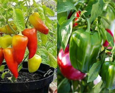 Cómo Cultivar Pimientos en Macetas ¡Aprende el paso a paso! Cómo Cultivar Pimientos en Macetas ¡Aprende el paso a paso!
