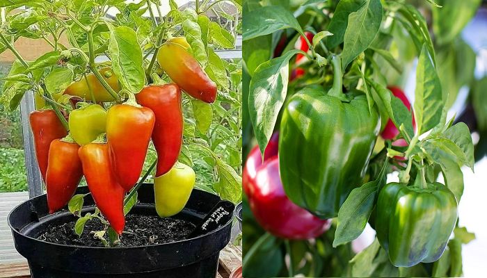 Cómo Cultivar Pimientos en Macetas ¡Aprende el paso a paso!