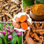 ¡Cultivar tu Propia Cúrcuma en Casa en 4 Pasos y Disfruta sus Beneficios !es Fácil!..🌱🌱
