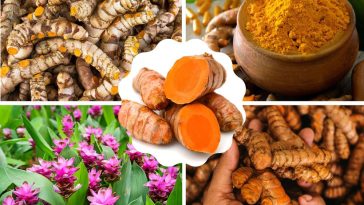 ¡Cultivar tu Propia Cúrcuma en Casa en 4 Pasos y Disfruta sus Beneficios !es Fácil!..🌱🌱