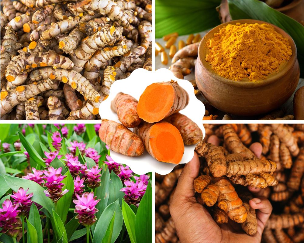 ¡Cultivar tu Propia Cúrcuma en Casa en 4 Pasos y Disfruta sus Beneficios !es Fácil!..🌱🌱