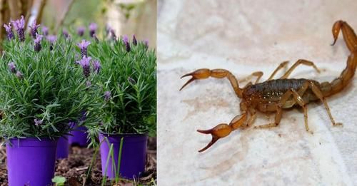 PLANTAS INSECTOS