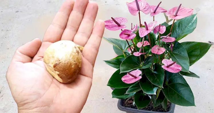 SEMILLA AVOCADO ABONO