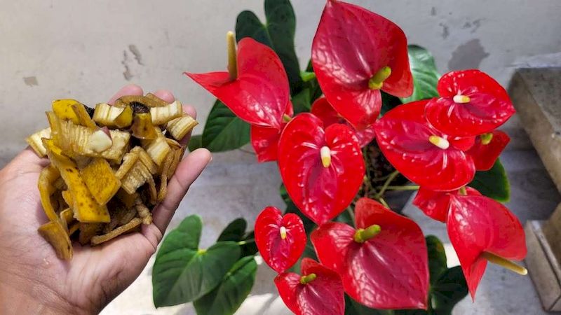 Florece Siempre el Anturio con Este Poderoso Fertilizante Natural