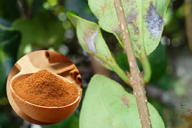 Aprende a Usar la Canela para el Cuidado de Tus Plantas….🌱🌳