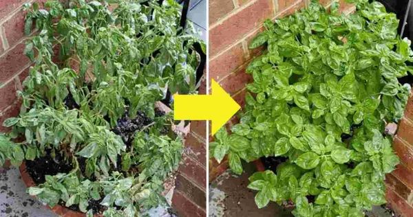 Albahaca, Riégala para que Esté Siempre Fresca, Todos los Agricultores lo Hacemos
