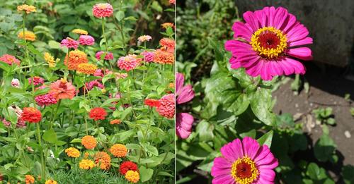 FLOR