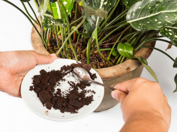 Abono de Café para Plantas: En Cuáles no Sirve (Y en Cuáles Sí)