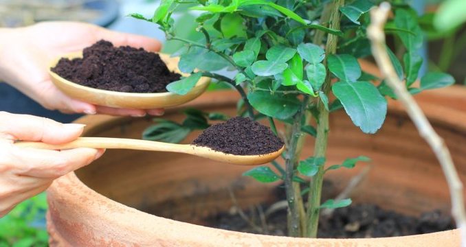 cafe-para-plantas
