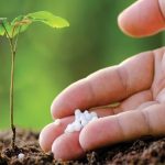 Fertilizante Natural Para Plantas: con esto se volverán Sanas y Frondosas
