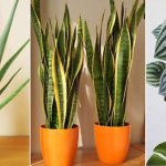 5 Plantas Fáciles de Cuidar en caso de Personas que no tienen Buena Mano