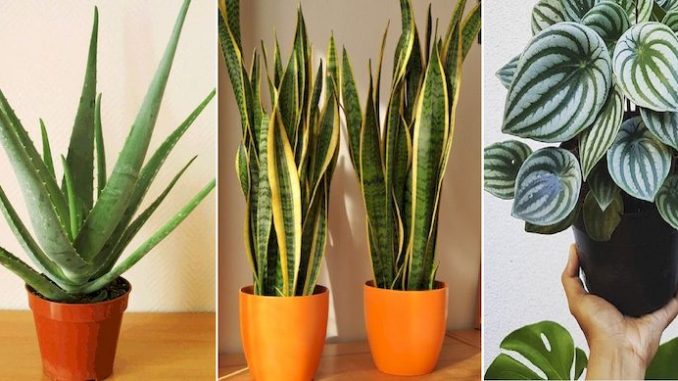 plantas