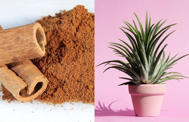 4 Poderosas Razones para Utilizar Canela en tus Plantas