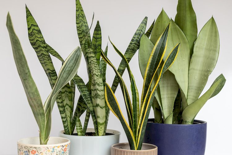 5 Plantas Fáciles de Cuidar en caso de Personas que no tienen Buena Mano