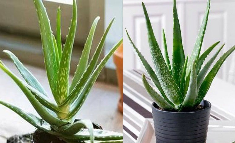 Consejos Esenciales para el Cuidado Adecuado de la Planta de Aloe Vera, también conocida como Sábila.