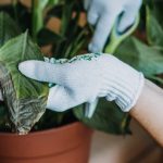 Estas son las razones por las que se secan las Puntas de las Hojas de tus Plantas: Te decimos cómo evitarlo