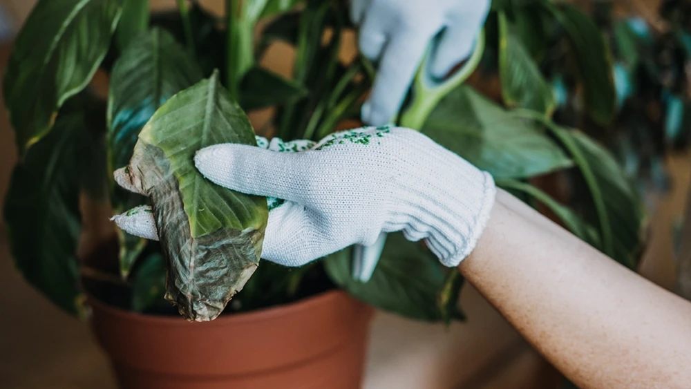Estas son las razones por las que se secan las Puntas de las Hojas de tus Plantas: Te decimos cómo evitarlo