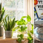 Aprende a Usar el Vinagre en Tus Plantas de Interior y Notarás lo Lindas que Crecerán.