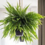 Cómo Hacer que un Helecho de Interior se vea Verde y Frondoso