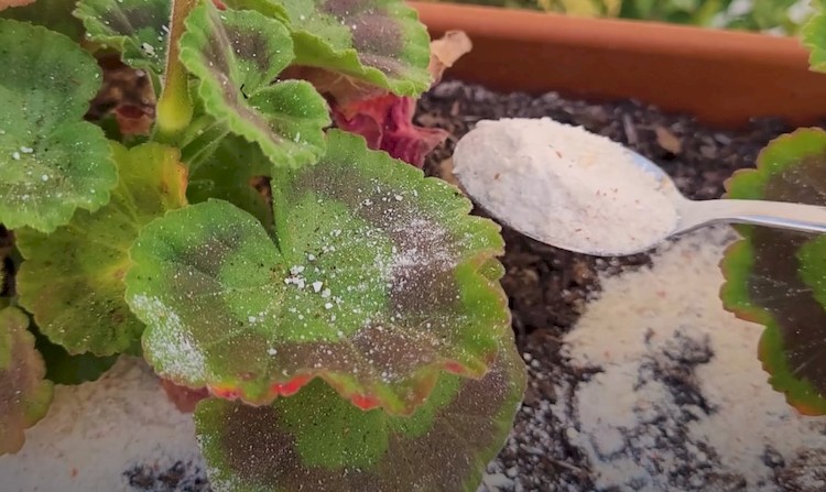 FLORES a MONTONES!! Usa solo1 cucharada de este ABONO CASERO para PLANTAS y tendrán GRAN FLORACIÓN