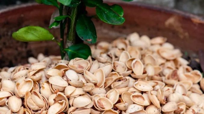 pistachio-shells-mulch-720x480.jpg