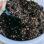 Abono Natural que Potenciará Tus Plantas Sin Gastar un Céntimo.