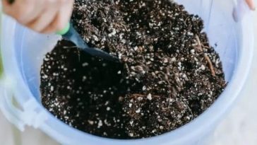 Abono Natural que Potenciará Tus Plantas Sin Gastar un Céntimo.