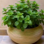 ¡Aprende a Plantar Menta en una Maceta y esparce su Aroma por toda la Casa!