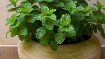 ¡Aprende a Plantar Menta en una Maceta y esparce su Aroma por toda la Casa!
